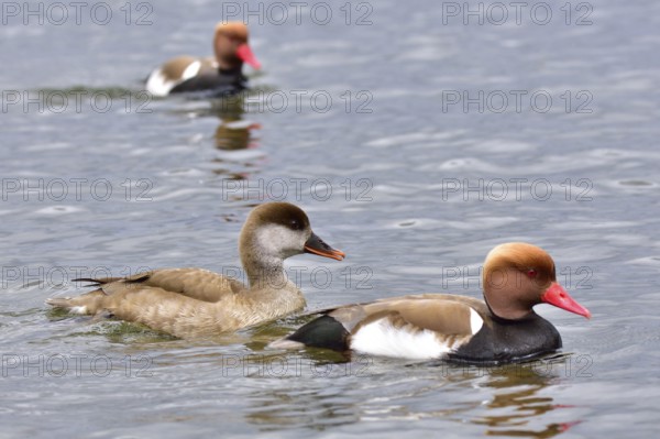 Red-crested Pochard swim in a lake. Pochards in spring