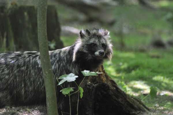 Raccoon dog (Nyctereutes procyonoides), raccoon dog (Nyctereutes procyonoides)