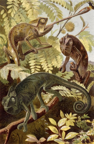 Chameleon on engraving from 1886. Engraved by unknown artist and published in Meyers Konversations-Lexikon, Germany, 1886, Europe
