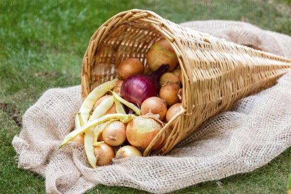Cornucopia of wickerwork with onions and yellow beans on a green lawn for harvest festival