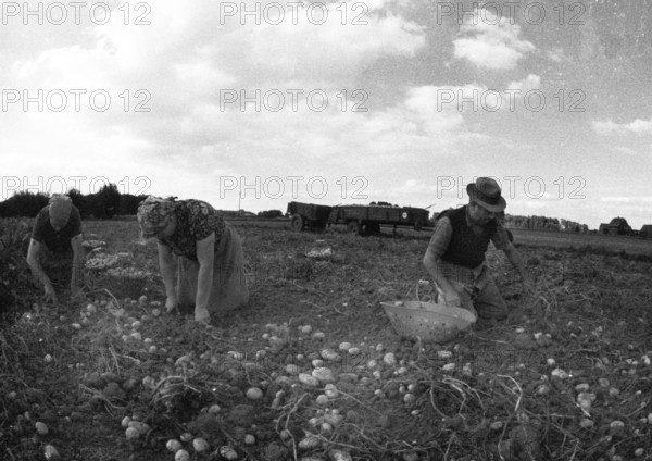 Farmers working in the fields in Muensterland on 10.09.1971, Germany, Europe