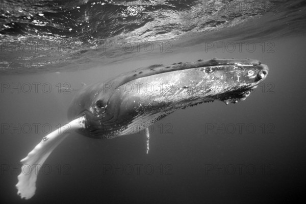 Humpback whale, Megaptera novaeangliae, Silver Bank, Atlantic Ocean, Dominican Republic, Central America