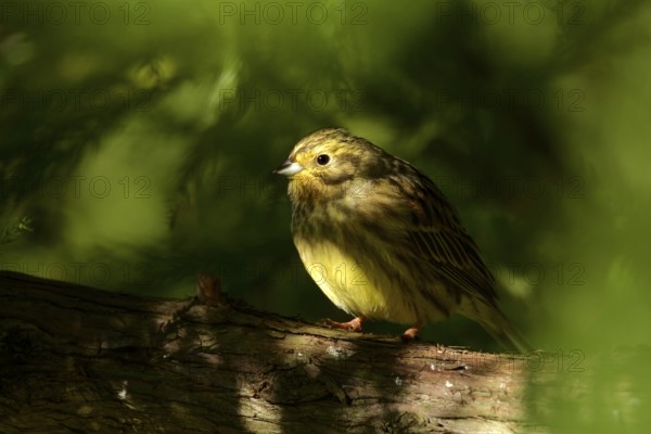 Yellowhammer in the bushes