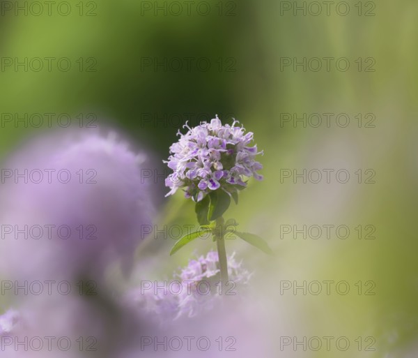 Sand thyme