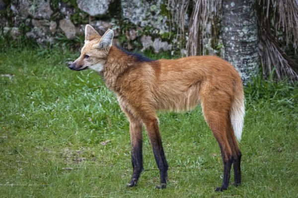 Close-up of a Maned wolf on grassy grounds of Sanctuary Caraça, stone wall in background, Minas Gerais, Brazil, South America