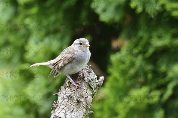 Young House Sparrow waiting for his feeding