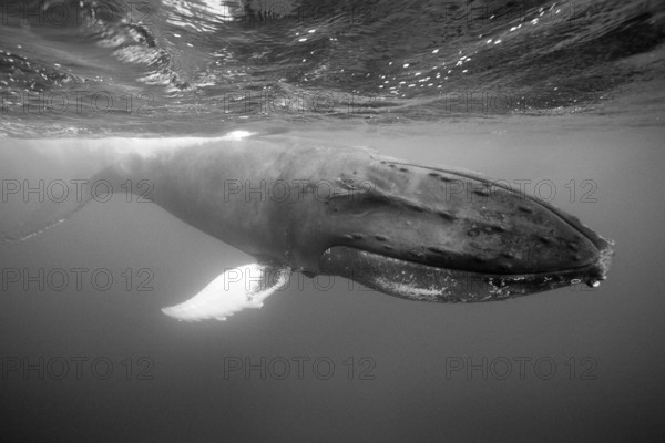 Humpback whale, Megaptera novaeangliae, Silver Bank, Atlantic Ocean, Dominican Republic, Central America
