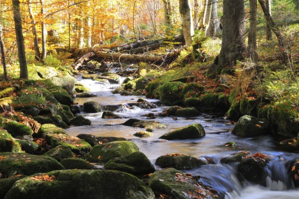 The Kleine Ohe in the Bavarian Forest, in autumn.mountain creek, Kleine Ohe, Bavarian Forest National Park, Mountain creek, Bavarian forest national park
