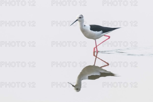 Black-Winged Stilt in Shallow Water Reflection (Himantopus himantopus) Wader Bird Stilt