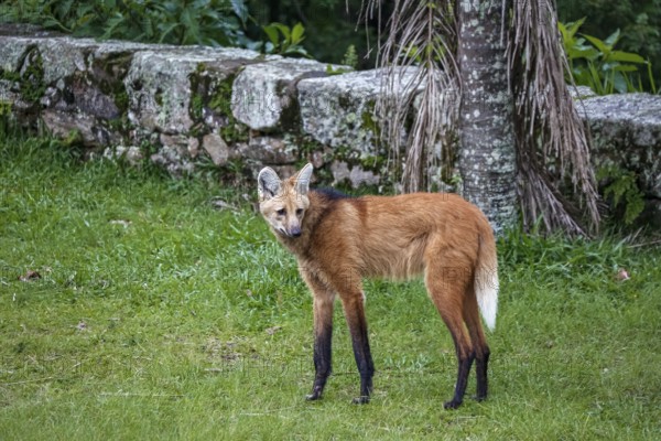Maned wolf on grassy grounds of Sanctuary Caraça, turning head to the right, stone wall in background, Minas Gerais, Brazil, South America