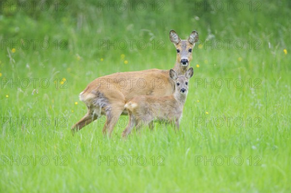 Capreolus capreolus