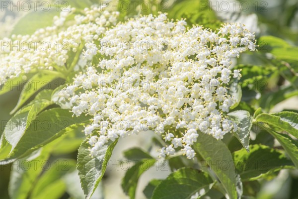 Elder flowers. Elderberry blossom