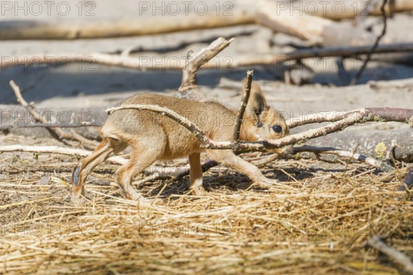 Patagonian Mara (Dolichotis patagonum) Large Sort of Rabbit