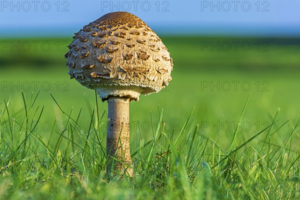 Umbrella mushroom