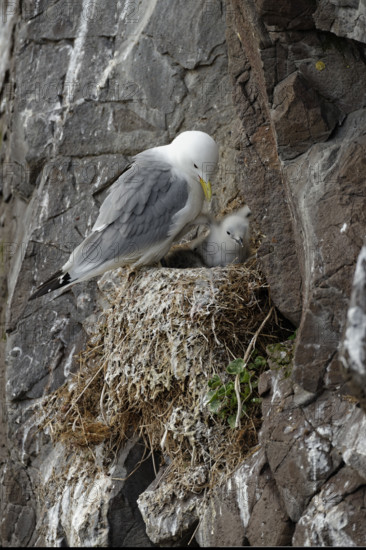 Black-legged kittiwake (Rissa tridactyla) and hatchling on nest, Borgafjoerdur eystri, Iceland, Europe