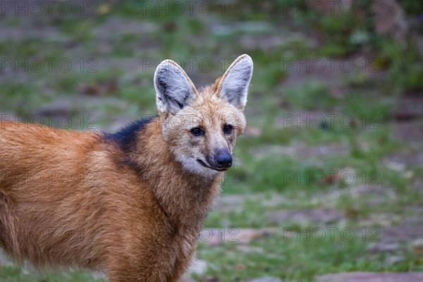 Close-up of a Maned wolf on a pathway of Sanctuary Caraça, Minas Gerais, Brazil, South America