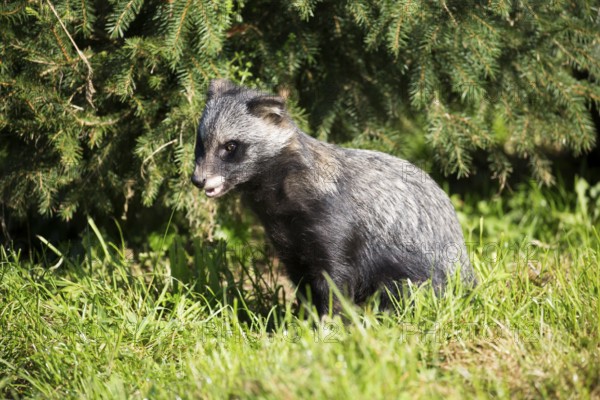 A sitting tanuki in side view at the edge of the forest