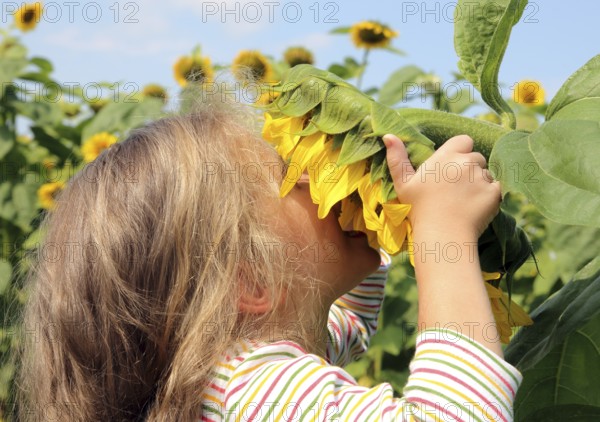 Little girl smelling flower of sunflower