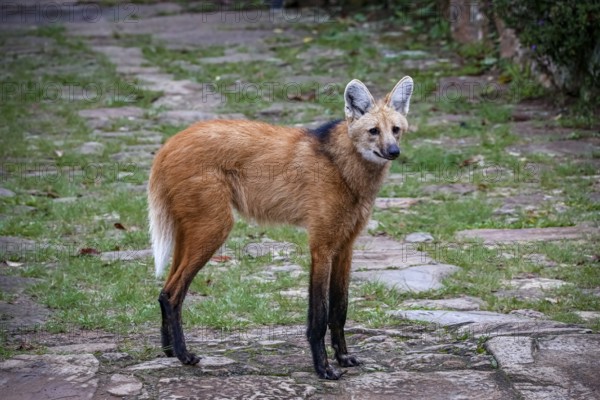 Maned wolf on a pathway of Sanctuary Caraça, facing to camera, Minas Gerais, Brazil, South America