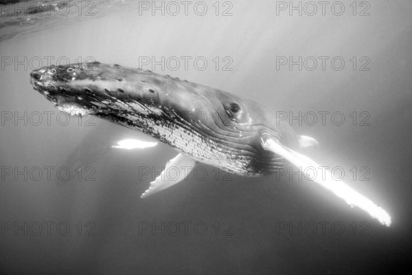 Humpback whale, Megaptera novaeangliae, Silver Bank, Atlantic Ocean, Dominican Republic, Central America