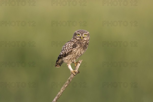 A young owl looks curiously into the camera