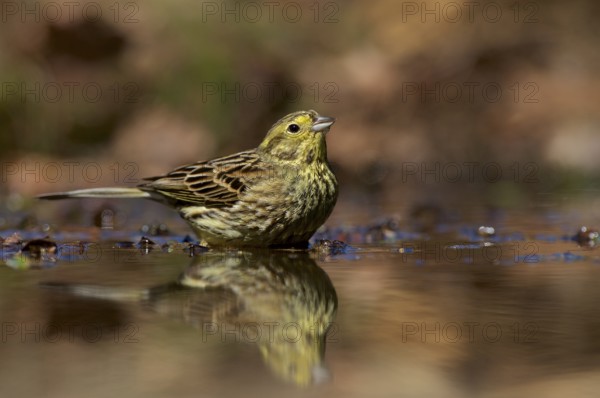 Yellowhammer bathing. Yellowhammer takes a bath