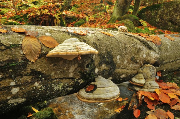 The Kleine Ohe in the Bavarian Forest, in autumn.mountain creek, Kleine Ohe, Bavarian Forest National Park, Mountain creek, Bavarian forest national park