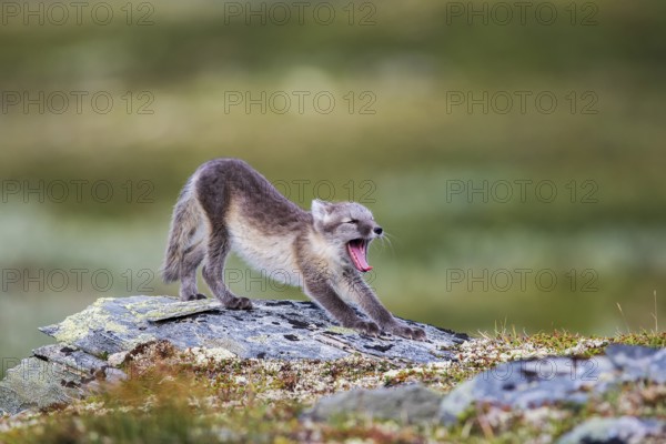 Arctic fox pup yawns