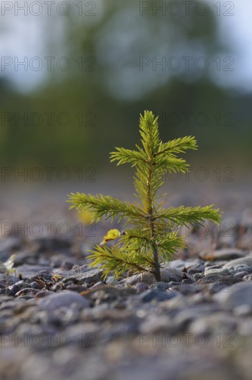 Young Spruce (Picea abies) Young Spruce