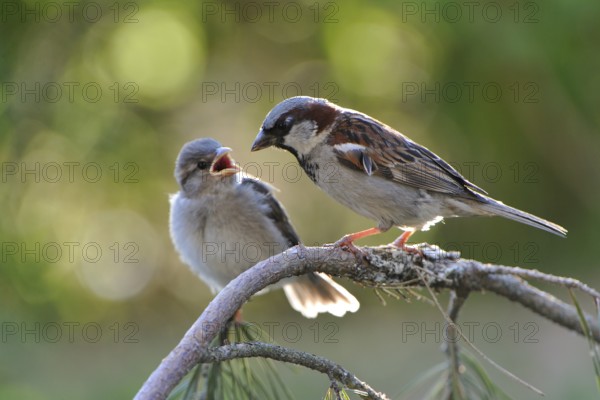 Young House Sparrow on a tree. House Sparrow with young bird at the feeding site