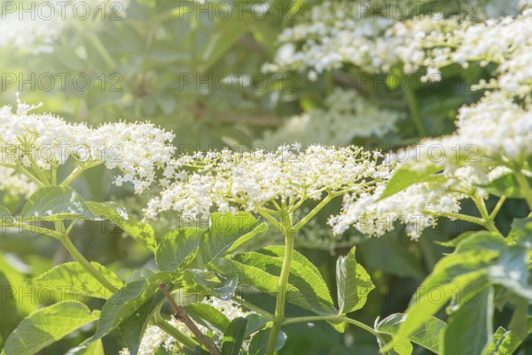 Elder flowers. Elderberry blossom