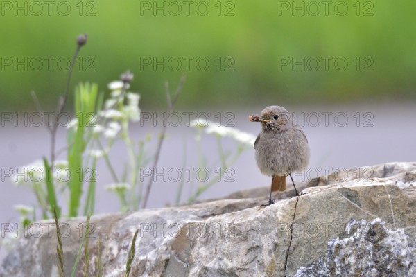 Black redstart with an insect