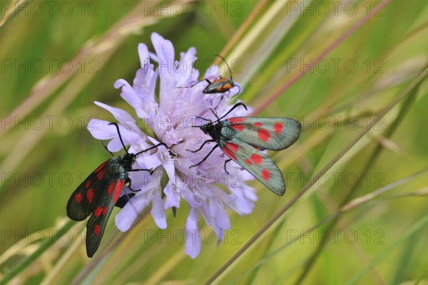 Six-spot burnet mating time