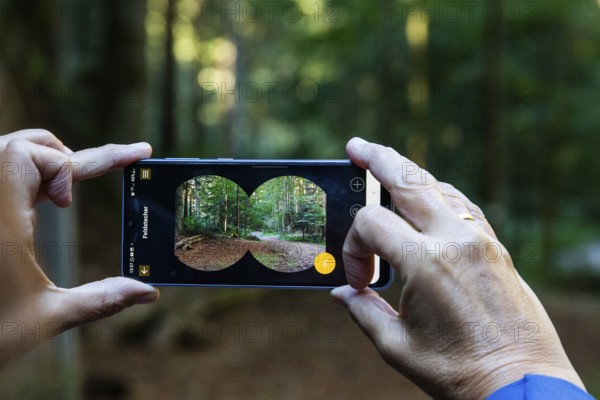 Autumn mood, hiker checks autumn forest on a smartphone, Weitental near Bruck an der Mur, Styria, Austria, Europe