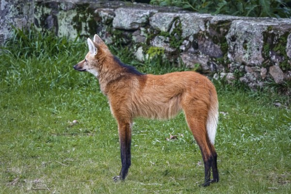 Side view of a Maned wolf on grassy grounds of Sanctuary Caraça, stone wall in background, Minas Gerais, Brazil, South America