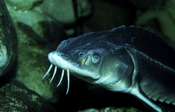 Waxdick, Russian sturgeon, sturgeon, Acipenser gueldenstaedti, Acipenser güldenstaedti, Romania, Black Sea, Danube, Danube, Volga, Europe