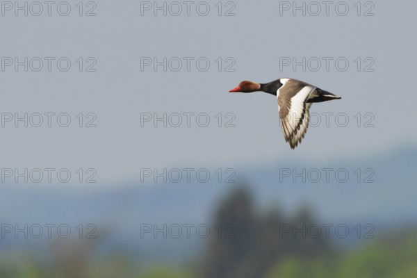Kolbente, Netta rufina, Red-crested Pochard, Europe, Europa