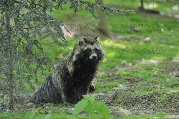 Raccoon dog (Nyctereutes procyonoides) raccoon dog (Nyctereutes procyonoides)