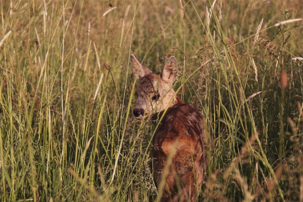 Young fawn