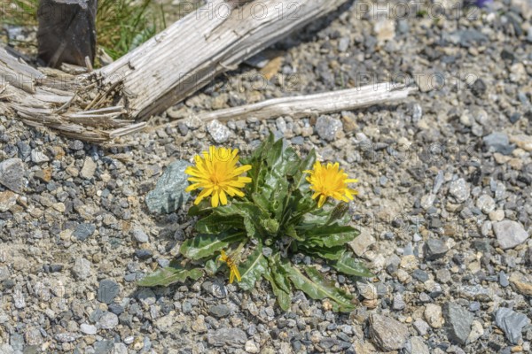 Swiss dandelion (Leontodon helveticus), Hohe Tauern National Park, Zell am See, Salzburg, Austria, Europe
