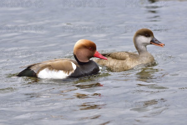 Red-crested Pochard swim in a lake. Pochards in spring
