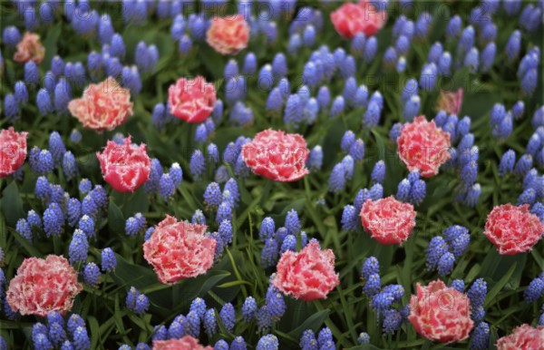 Keukenhof in the Netherlands has long been a magnet for international tourism, but it is particularly attractive during the tulip blossom season, as seen here on 28.4.2018 in Lisse, NDL, the Netherlands