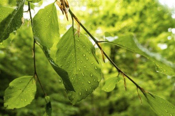 Rain drops on leaves in the forest