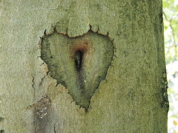 Tree trunk with heart, sign, North Rhine-Westphalia, Germany, Europe