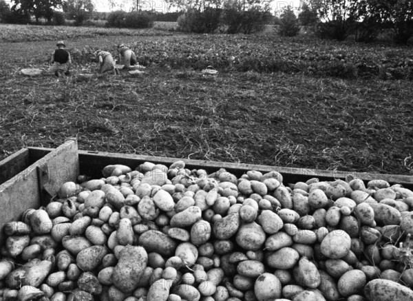 Farmers working in the fields in Muensterland on 10.09.1971, Germany, Europe