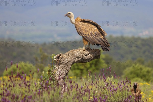 Griffon Vulture, Eurasian Griffon Vulture, Griffon Vulture, Eurasian Griffon, (Gyps fulvu), Vautour fauve, Buitre Leonado, standing on rocks, Hides De Calera / Valley Hide, Calera Y Chozas, Castilla La Mancha / Toledo, Spain, Europe