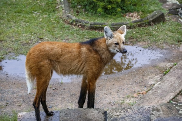 Maned wolf on a pathway of Sanctuary Caraça, turning head to the left, stone wall in background, Minas Gerais, Brazil, South America