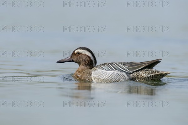 Garganey (Anas querquedula)