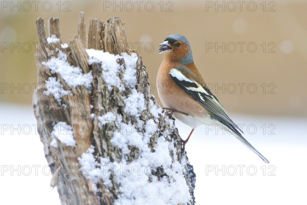 Common chaffinch (Fringilla coelebs) in winter/ Common Chaffinch, common chaffinch (Fringilla coelebs)
