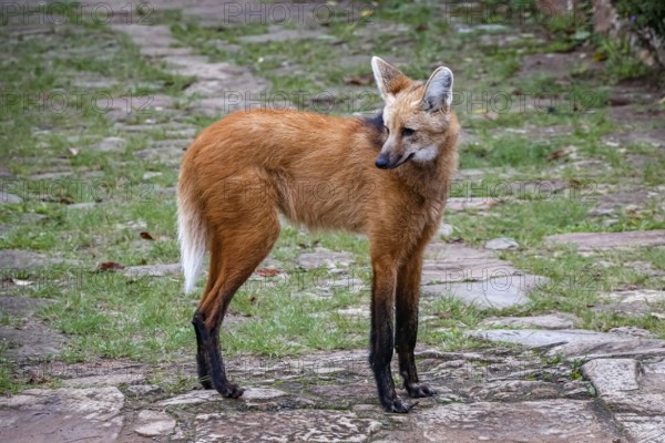 Maned wolf on a pathway of Sanctuary Caraça, turning head to the left, Minas Gerais, Brazil, South America
